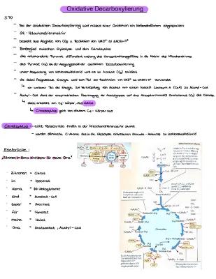 Know Oxidative Decarboxylierung  thumbnail