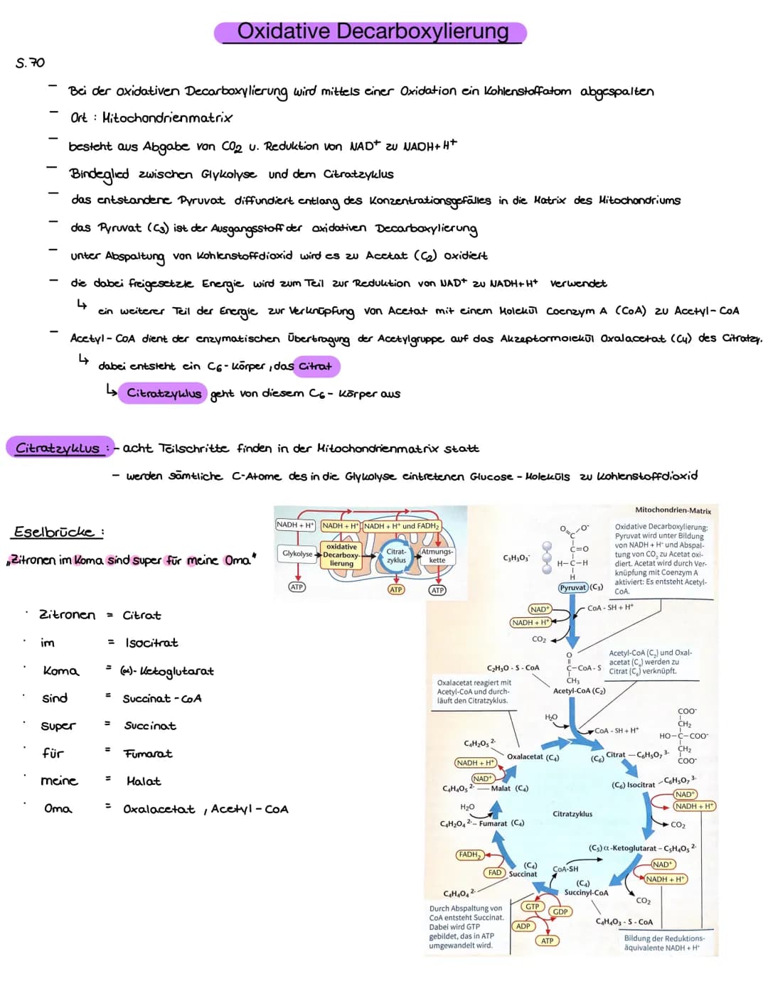 S.70
Bei der oxidativen Decarboxylierung wird mittels einer Oxidation ein Kohlenstoffatom abgespalten
Ort: Mitochondrienmatrix
besteht aus A