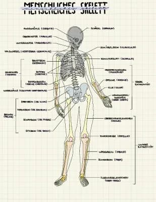 Know Anatomie Skelett  thumbnail