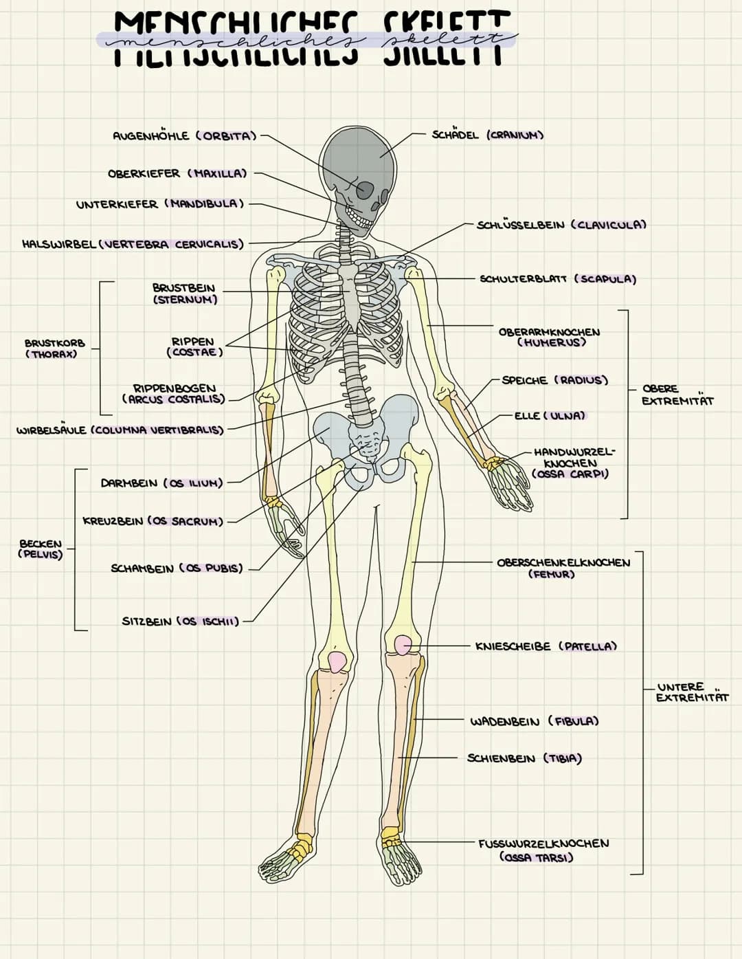 MENSCHLICHER CKFICTT
nschliche
skelett
ILI IJUIILILIILS JIILLLI I
BRUSTKORB
(THORAX)
AUGENHÖHLE (ORBITA)
BECKEN
(PELVIS)
OBERKIEFER (MAXILLA