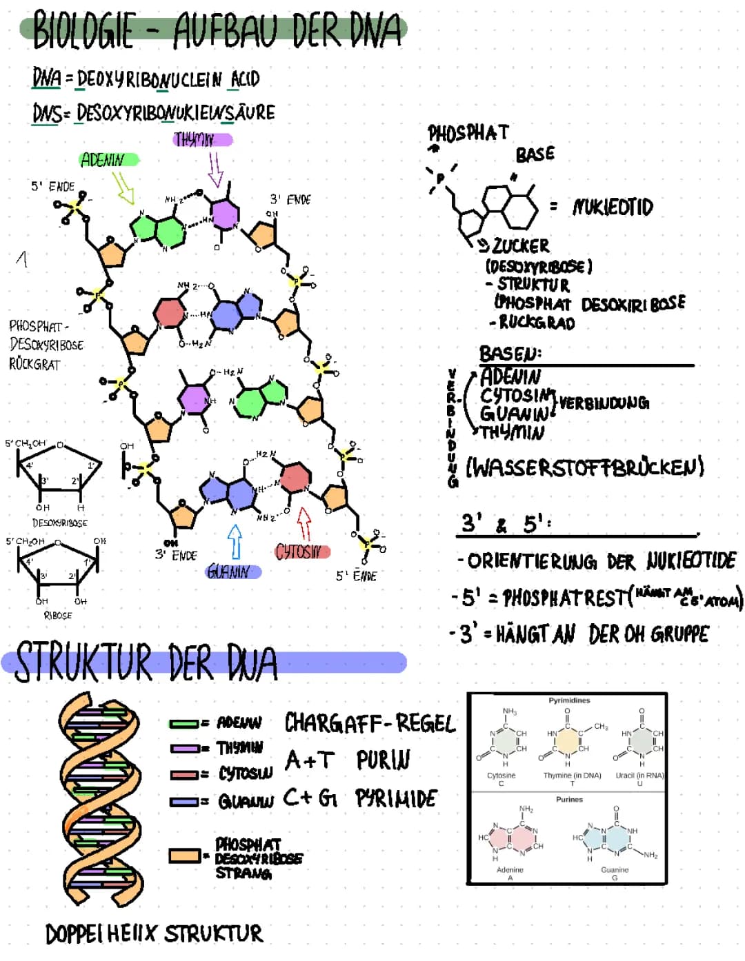 Aufbau und Struktur der DNA