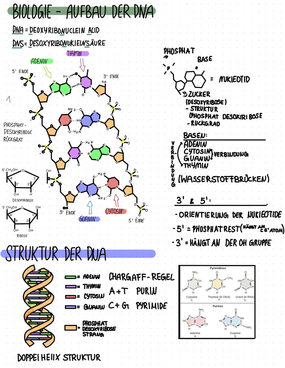 BIOLOGIE AUFBAU DER DNA
DNA DEOXYRIBONUCLEIN ACID
=
DNS-DESOXYRIBONUKIEINSAURE
5' ENDE
PHOSPHAT-
DESOXYRIBOSE
RÜCKGRAT
5' CH₂OH
OH
5' CH₂OH

