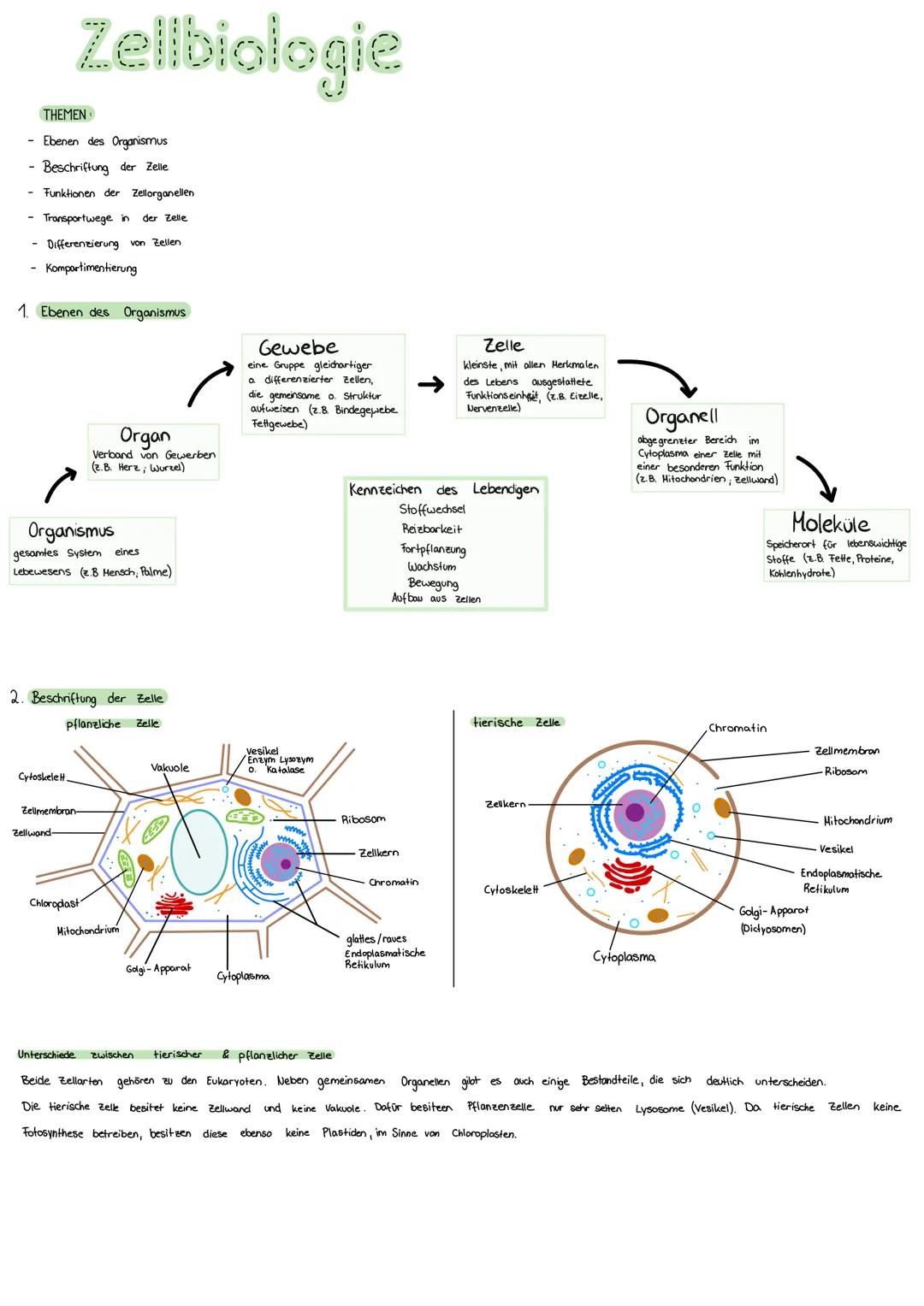 THEMEN
- Ebenen des Organismus
Beschriftung der Zelle
Zellbiologie
Funktionen der Zellorganellen
Transportwege in der Zelle
Differenzierung 