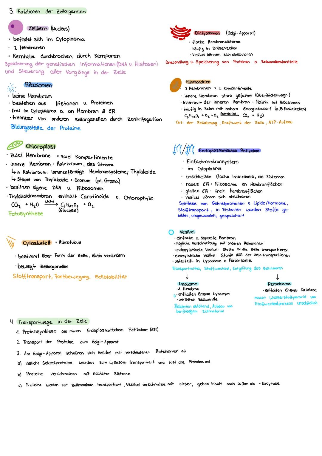 THEMEN
- Ebenen des Organismus
Beschriftung der Zelle
Zellbiologie
Funktionen der Zellorganellen
Transportwege in der Zelle
Differenzierung 
