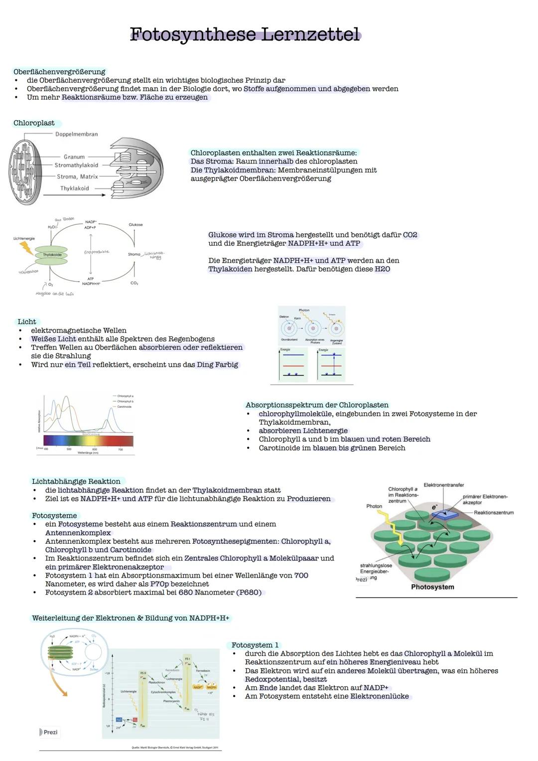 # Fotosynthese Lernzettel

Oberflächenvergrößerung
- die Oberflächenvergrößerung stellt ein wichtiges biologisches Prinzip dar
- Oberflächen