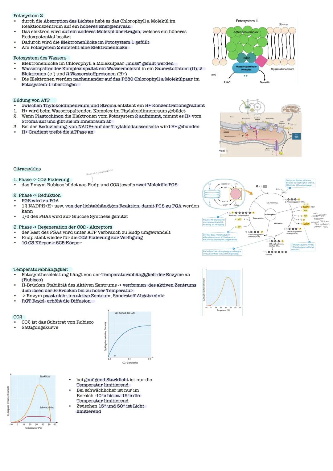 # Fotosynthese Lernzettel

Oberflächenvergrößerung
- die Oberflächenvergrößerung stellt ein wichtiges biologisches Prinzip dar
- Oberflächen