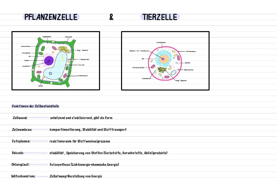 Die Zelle