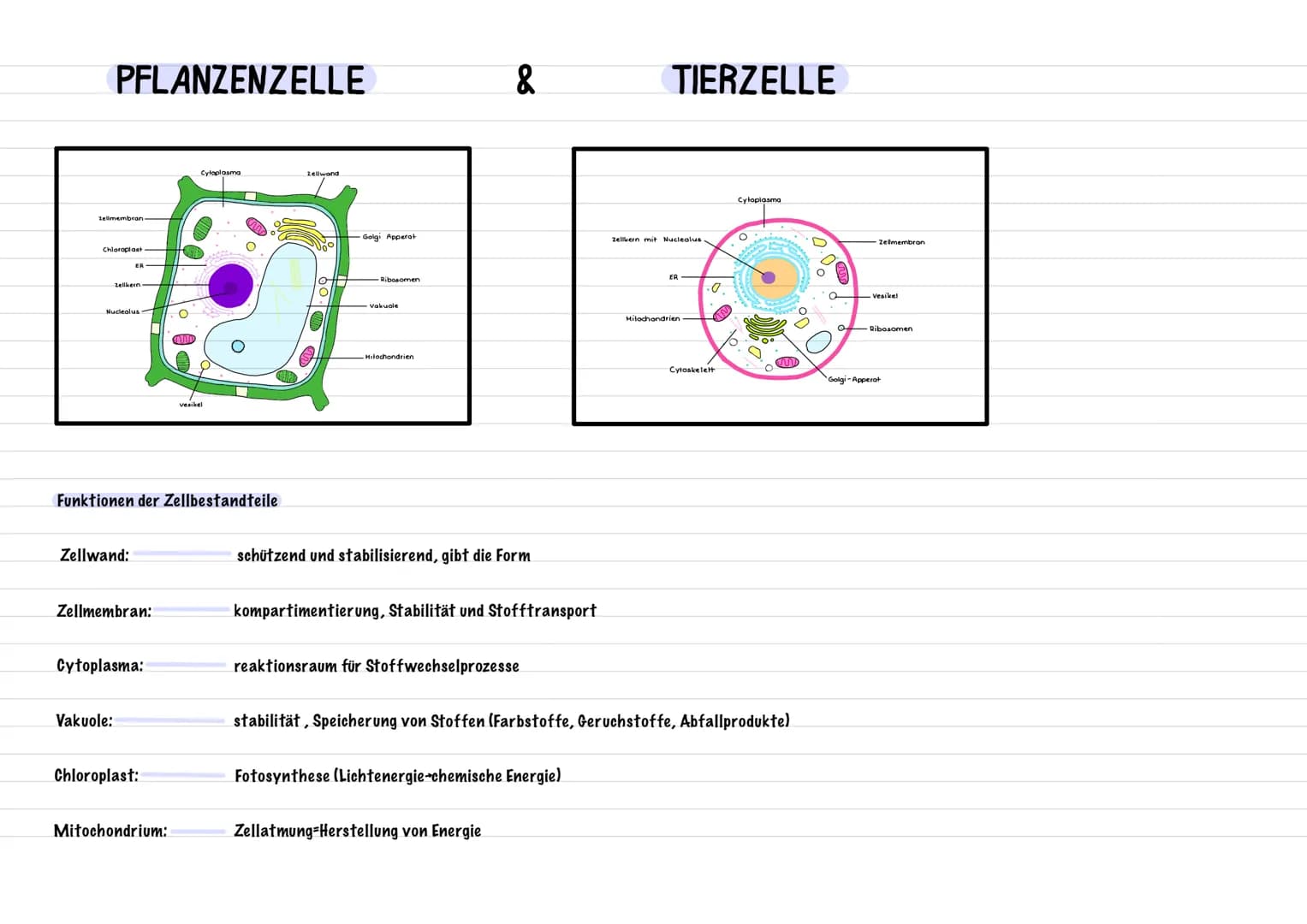 PFLANZENZELLE
Zellmembran
Chloroplast
ER
Zellkern
Nucleolus
Zellwand:
Vakuole:
Zellmembran:
Funktionen der Zellbestandteile
Cytoplasma:
Chlo