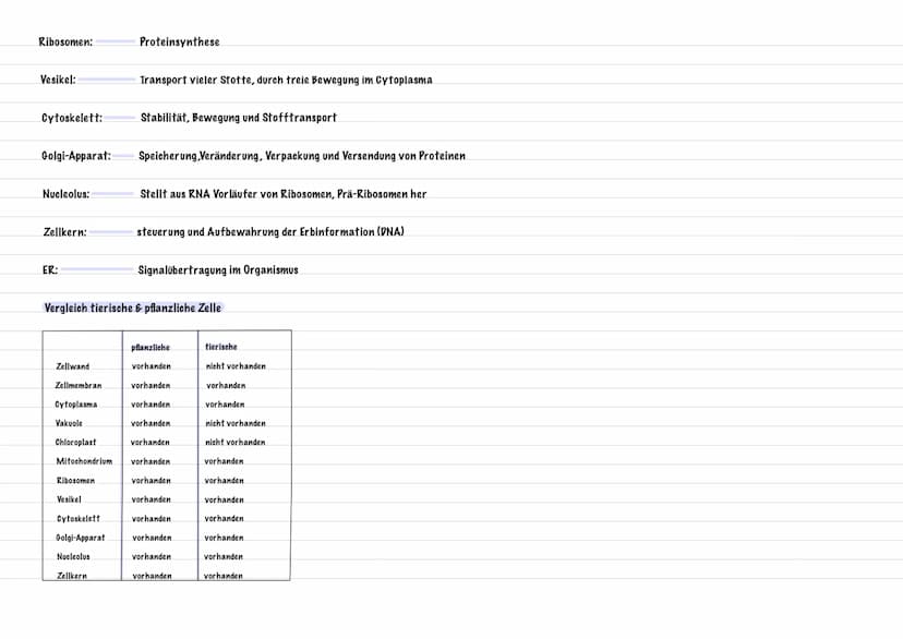 PFLANZENZELLE
Zellmembran
Chloroplast
ER
Zellkern
Nucleolus
Zellwand:
Vakuole:
Zellmembran:
Funktionen der Zellbestandteile
Cytoplasma:
Chlo