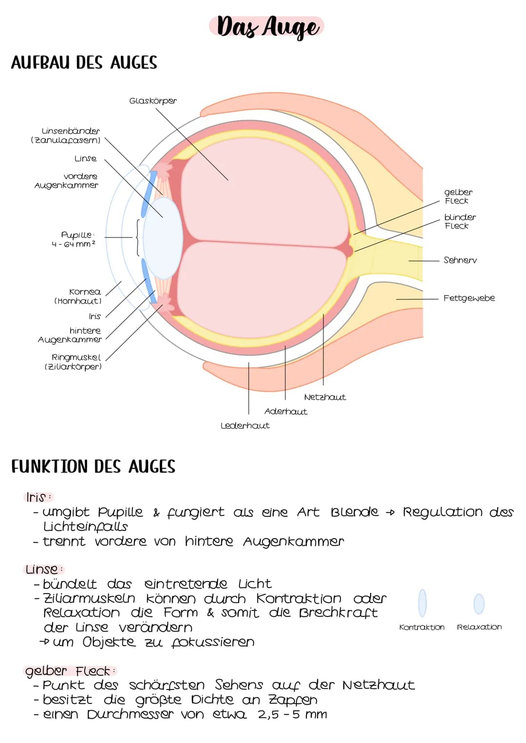 Neurobio-
logie AUFBAU DES AUGES
Linsenbänder
(zanulafasern)
Linse
vordere
Augenkammer
Pupille
4-64mm ²
Kornea
(Hornhaut)
Iris
hintere
Augen