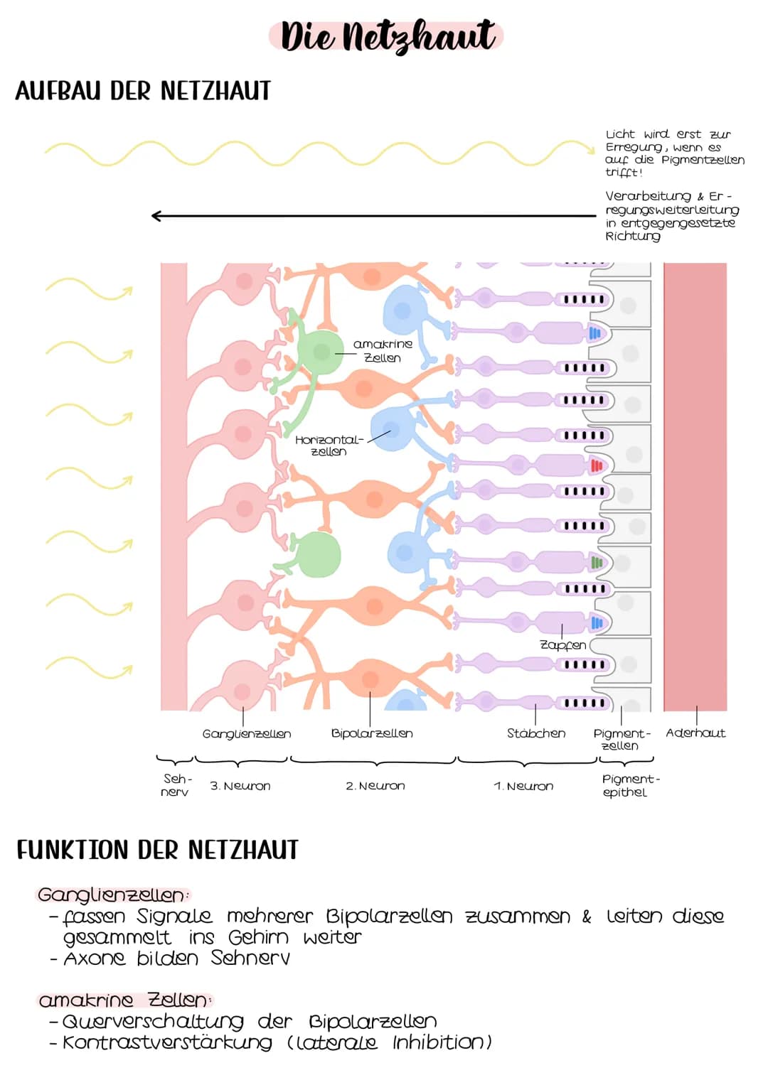 Neurobio-
logie AUFBAU DES AUGES
Linsenbänder
(zanulafasern)
Linse
vordere
Augenkammer
Pupille
4-64mm ²
Kornea
(Hornhaut)
Iris
hintere
Augen