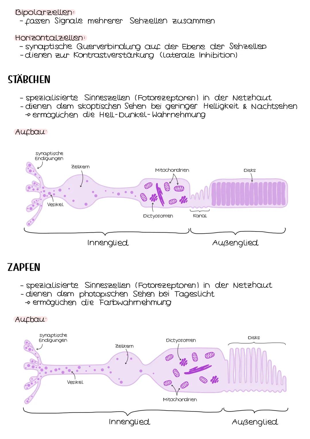 Neurobio-
logie AUFBAU DES AUGES
Linsenbänder
(zanulafasern)
Linse
vordere
Augenkammer
Pupille
4-64mm ²
Kornea
(Hornhaut)
Iris
hintere
Augen