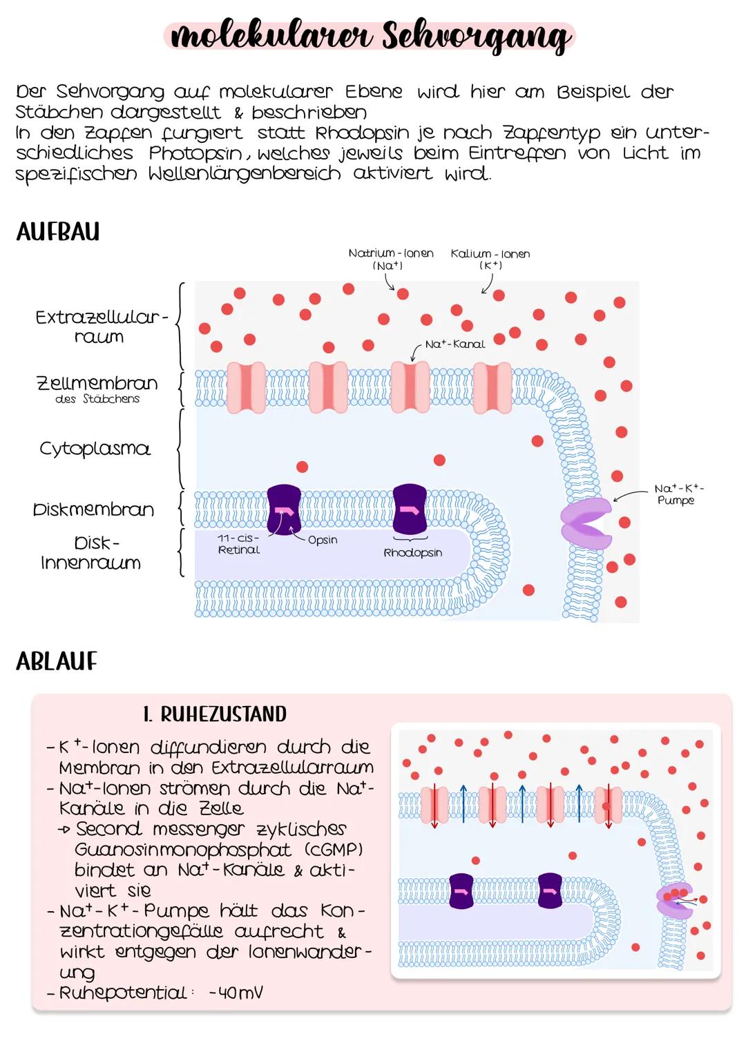 Neurobio-
logie AUFBAU DES AUGES
Linsenbänder
(zanulafasern)
Linse
vordere
Augenkammer
Pupille
4-64mm ²
Kornea
(Hornhaut)
Iris
hintere
Augen