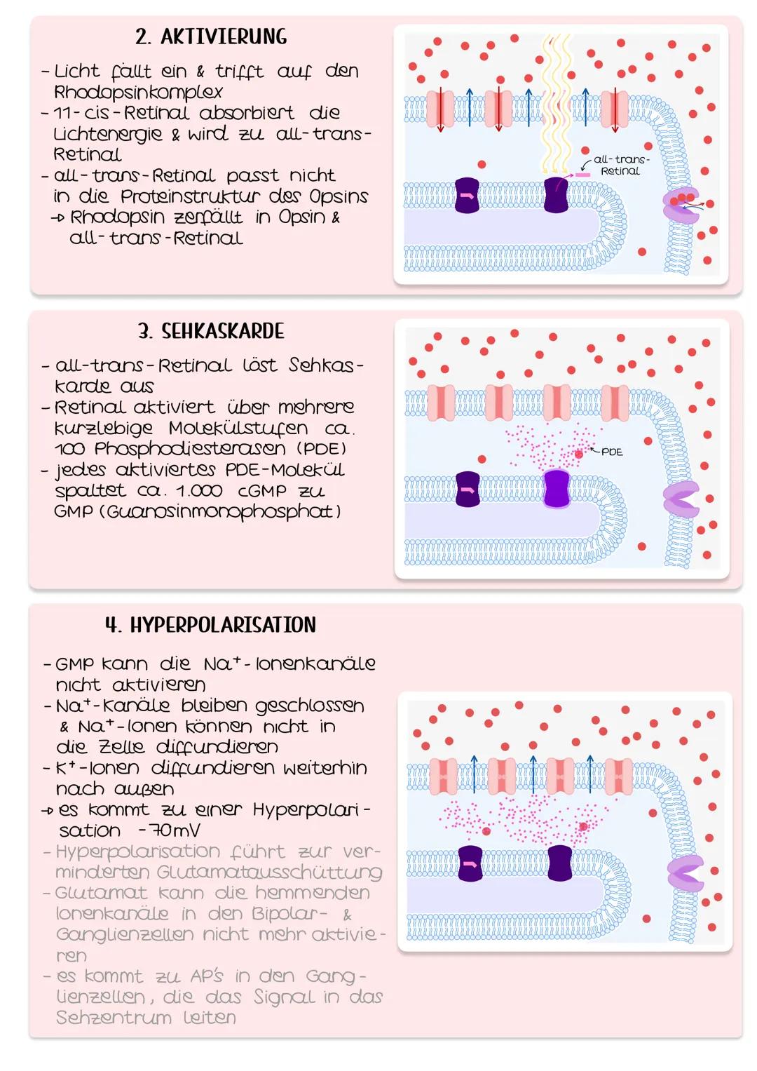 Neurobio-
logie AUFBAU DES AUGES
Linsenbänder
(zanulafasern)
Linse
vordere
Augenkammer
Pupille
4-64mm ²
Kornea
(Hornhaut)
Iris
hintere
Augen