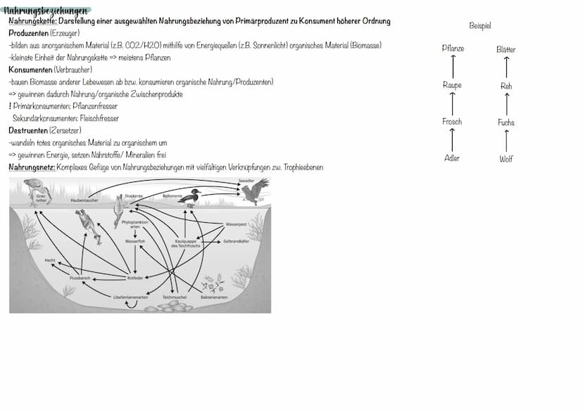 Abiotische Umweltfaktoren
Temperatur
Intensität der
Lebensvorgänge
% -Aktivität (relativ)
Wechselwarme Tiere (poikolitherm)
-Körpertemperatu