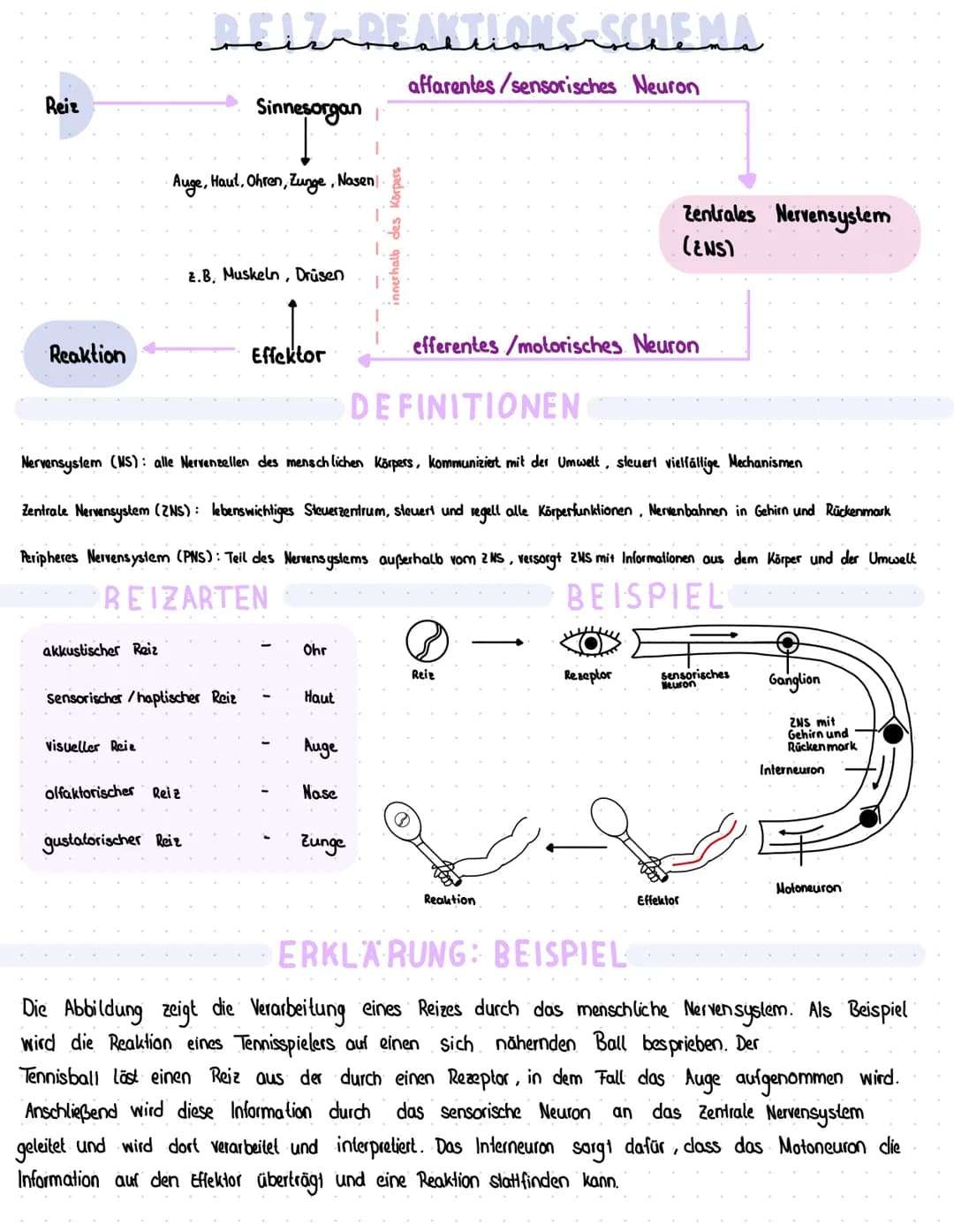 Reiz
Reaktion
akkustischer Reiz
Visueller Reie
olfaktorischer
Petz-ReaktIONS SCHEMA
affarentes/sensorisches Neuron
·Auge, Haul, Ohren, Zunge
