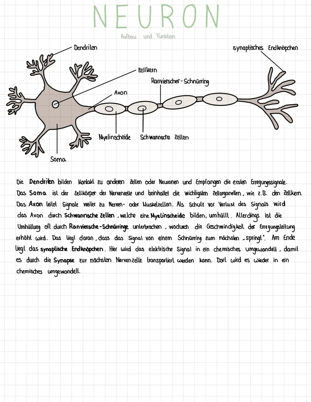 Reiz
Reaktion
akkustischer Reiz
Visueller Reie
olfaktorischer
Petz-ReaktIONS SCHEMA
affarentes/sensorisches Neuron
·Auge, Haul, Ohren, Zunge