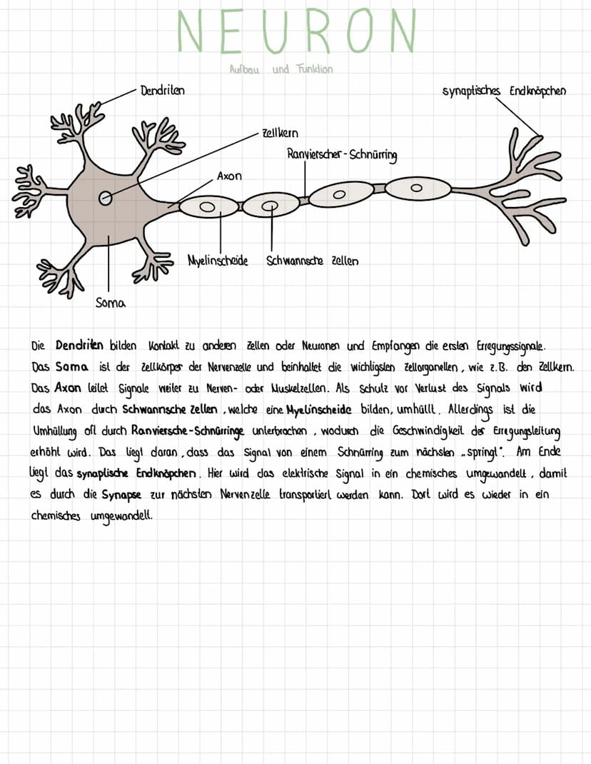 Reiz
Reaktion
akkustischer Reiz
Visueller Reie
olfaktorischer
Petz-ReaktIONS SCHEMA
affarentes/sensorisches Neuron
·Auge, Haul, Ohren, Zunge