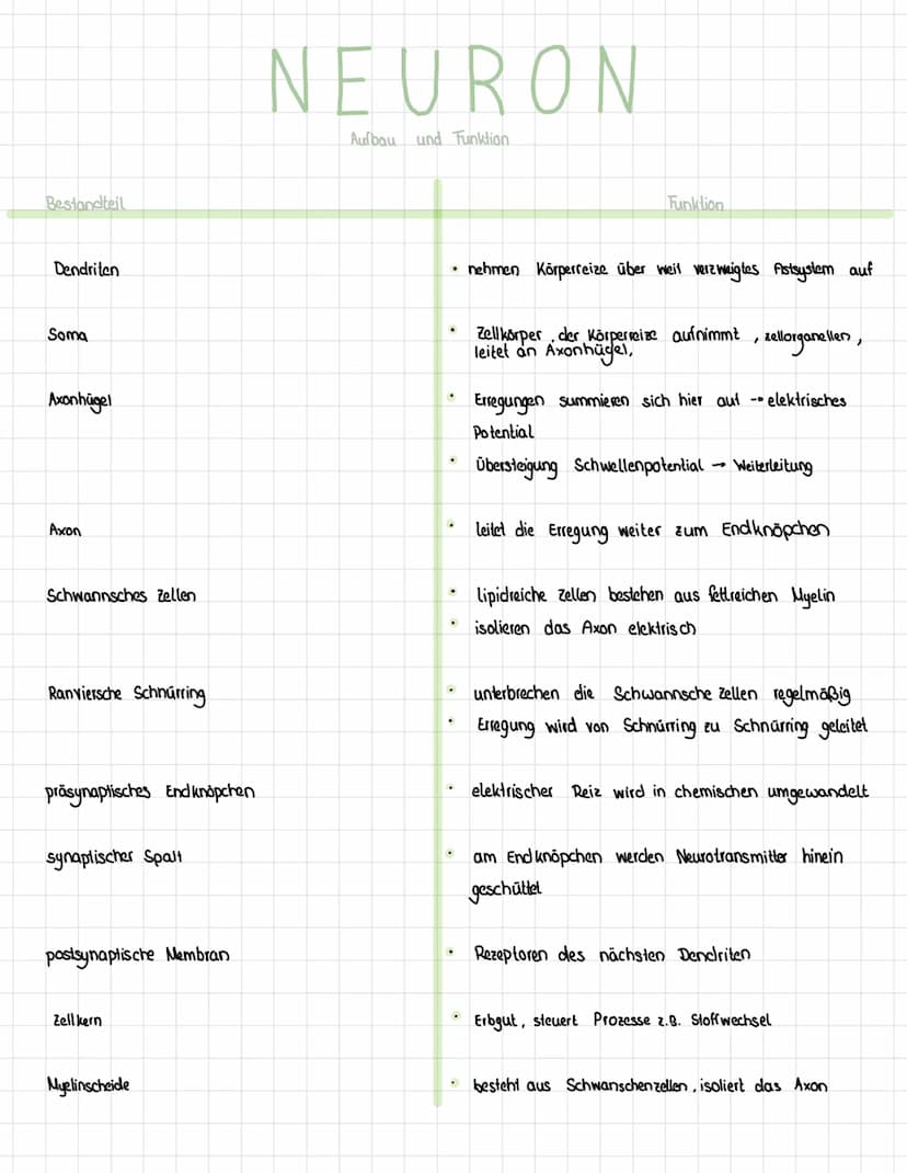 Reiz
Reaktion
akkustischer Reiz
Visueller Reie
olfaktorischer
Petz-ReaktIONS SCHEMA
affarentes/sensorisches Neuron
·Auge, Haul, Ohren, Zunge