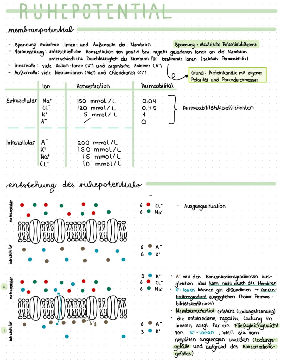 Reiz
Reaktion
akkustischer Reiz
Visueller Reie
olfaktorischer
Petz-ReaktIONS SCHEMA
affarentes/sensorisches Neuron
·Auge, Haul, Ohren, Zunge