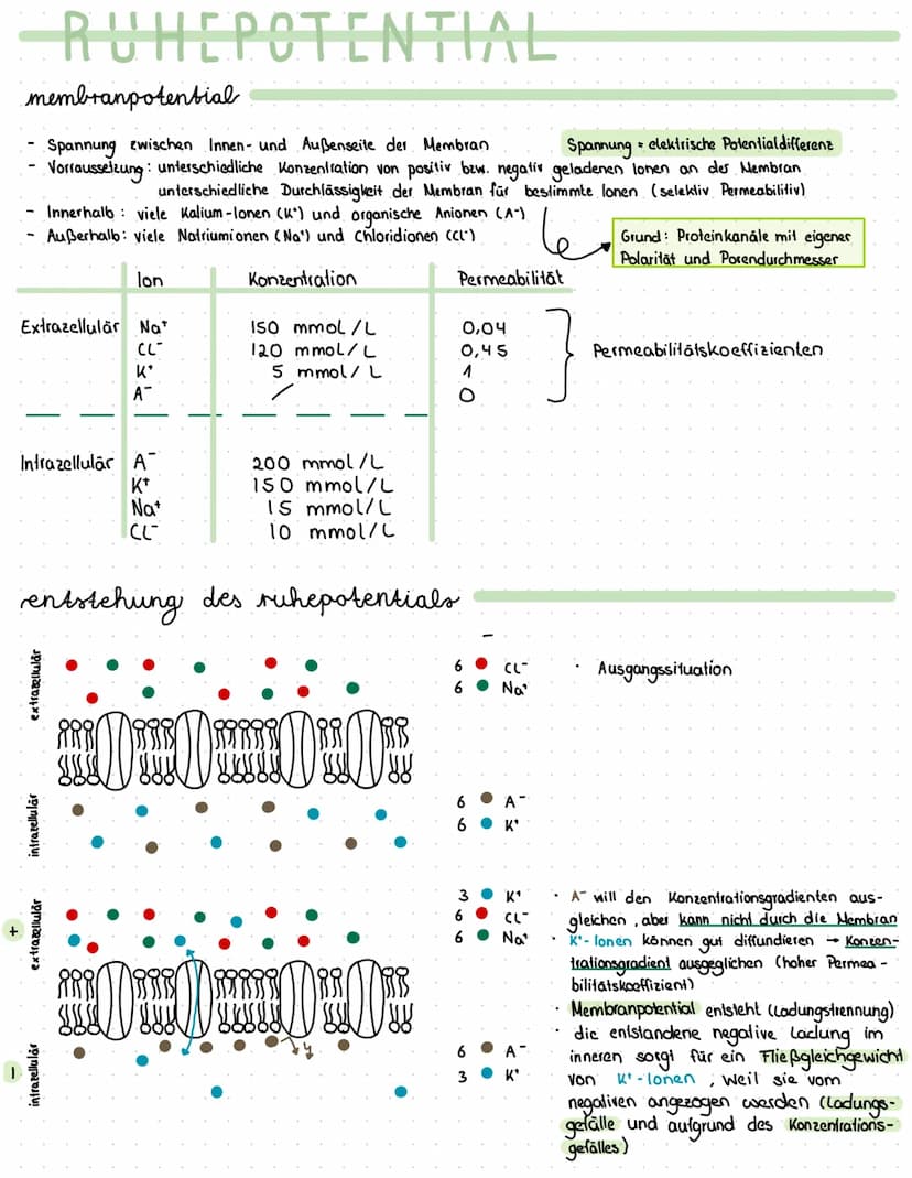 Reiz
Reaktion
akkustischer Reiz
Visueller Reie
olfaktorischer
Petz-ReaktIONS SCHEMA
affarentes/sensorisches Neuron
·Auge, Haul, Ohren, Zunge