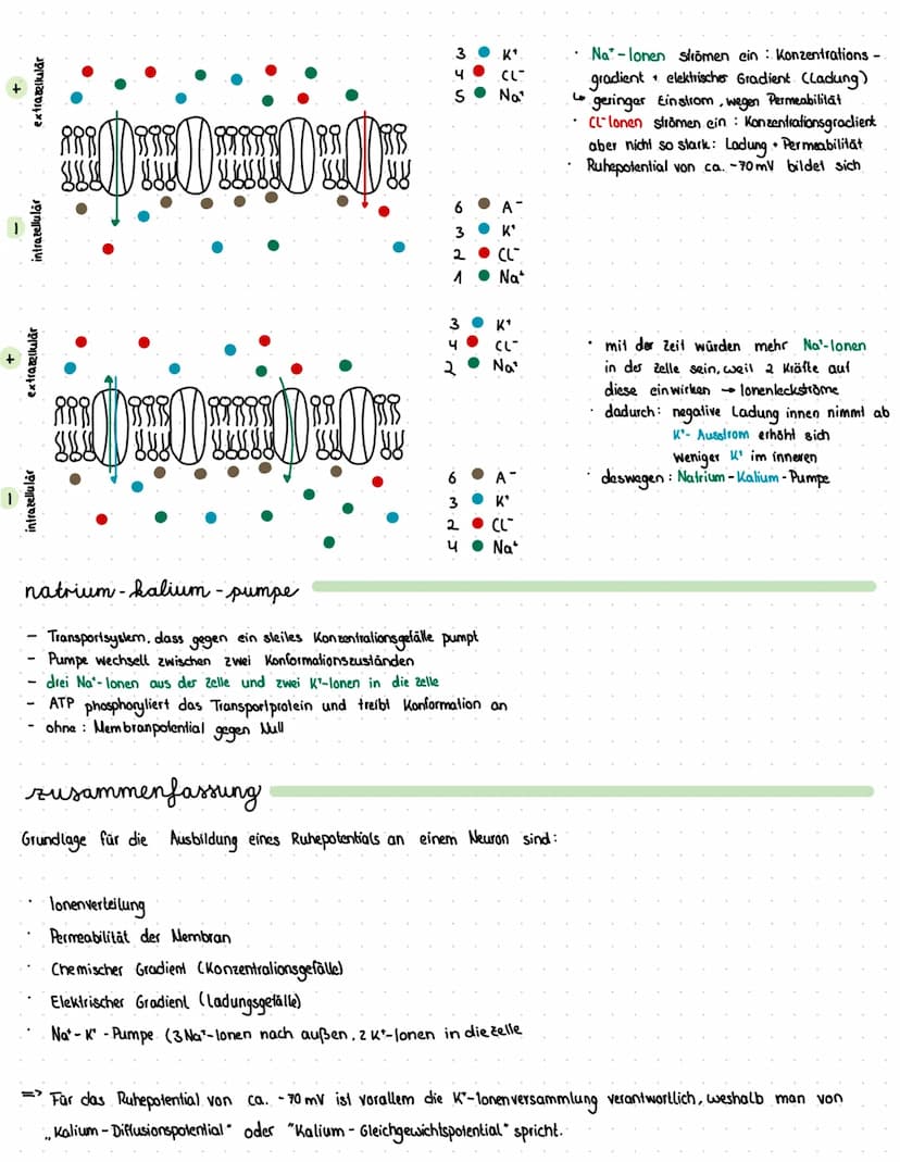 Reiz
Reaktion
akkustischer Reiz
Visueller Reie
olfaktorischer
Petz-ReaktIONS SCHEMA
affarentes/sensorisches Neuron
·Auge, Haul, Ohren, Zunge