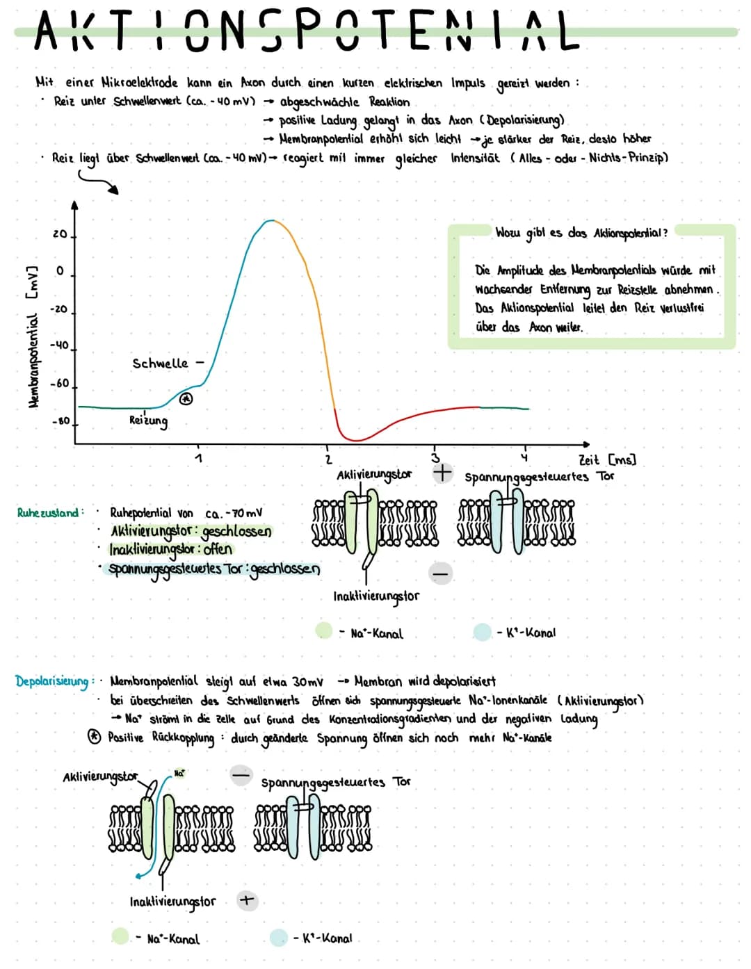 Reiz
Reaktion
akkustischer Reiz
Visueller Reie
olfaktorischer
Petz-ReaktIONS SCHEMA
affarentes/sensorisches Neuron
·Auge, Haul, Ohren, Zunge