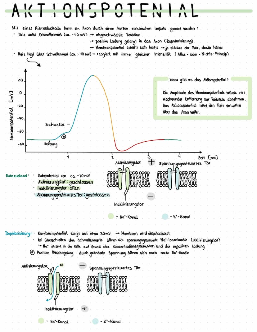 Reiz
Reaktion
akkustischer Reiz
Visueller Reie
olfaktorischer
Petz-ReaktIONS SCHEMA
affarentes/sensorisches Neuron
·Auge, Haul, Ohren, Zunge