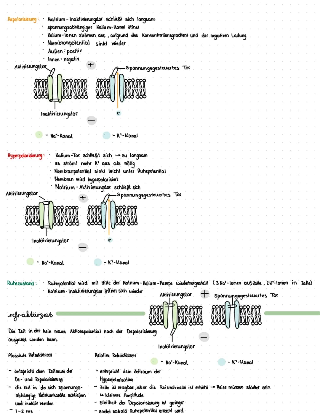 Reiz
Reaktion
akkustischer Reiz
Visueller Reie
olfaktorischer
Petz-ReaktIONS SCHEMA
affarentes/sensorisches Neuron
·Auge, Haul, Ohren, Zunge