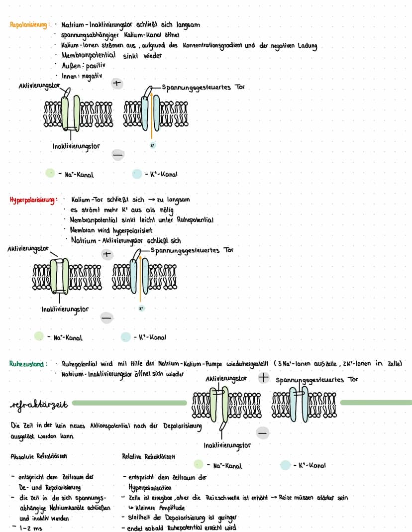 Reiz
Reaktion
akkustischer Reiz
Visueller Reie
olfaktorischer
Petz-ReaktIONS SCHEMA
affarentes/sensorisches Neuron
·Auge, Haul, Ohren, Zunge