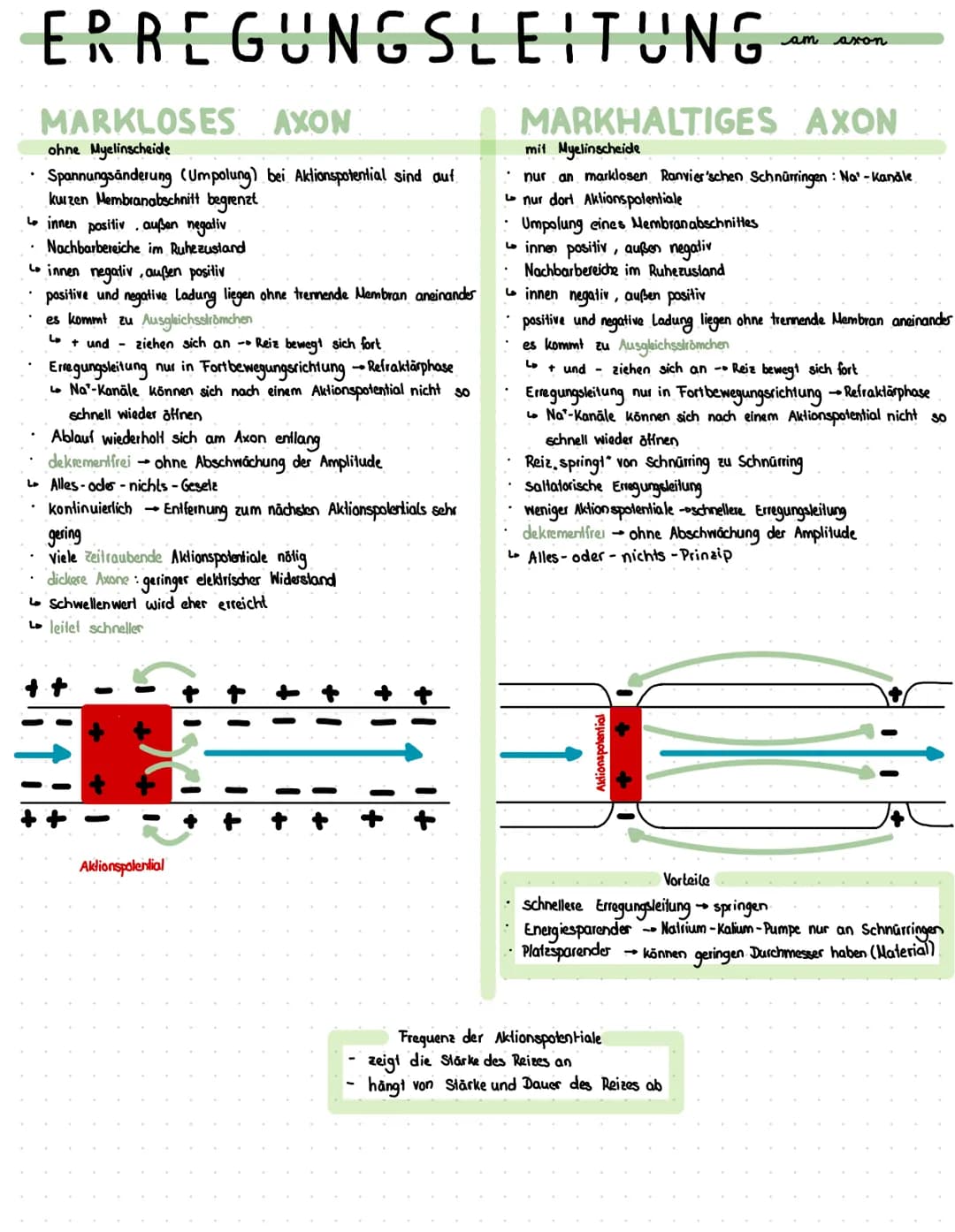 Reiz
Reaktion
akkustischer Reiz
Visueller Reie
olfaktorischer
Petz-ReaktIONS SCHEMA
affarentes/sensorisches Neuron
·Auge, Haul, Ohren, Zunge