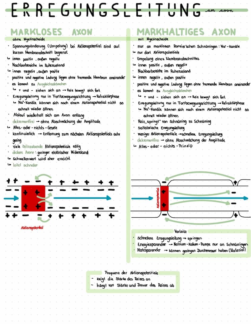 Reiz
Reaktion
akkustischer Reiz
Visueller Reie
olfaktorischer
Petz-ReaktIONS SCHEMA
affarentes/sensorisches Neuron
·Auge, Haul, Ohren, Zunge
