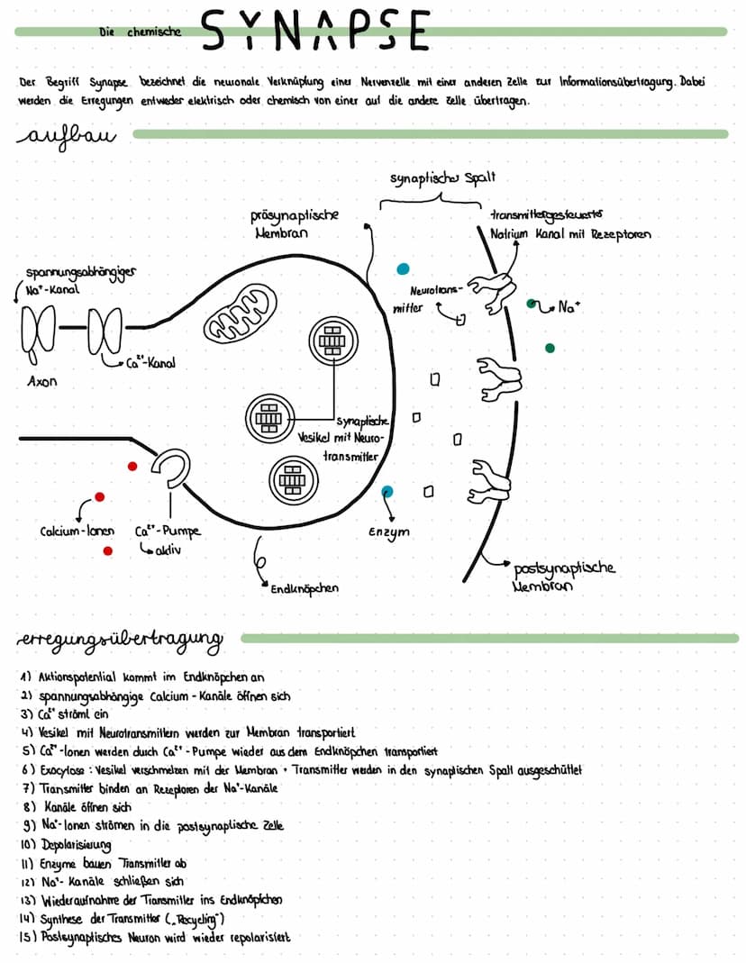 Reiz
Reaktion
akkustischer Reiz
Visueller Reie
olfaktorischer
Petz-ReaktIONS SCHEMA
affarentes/sensorisches Neuron
·Auge, Haul, Ohren, Zunge