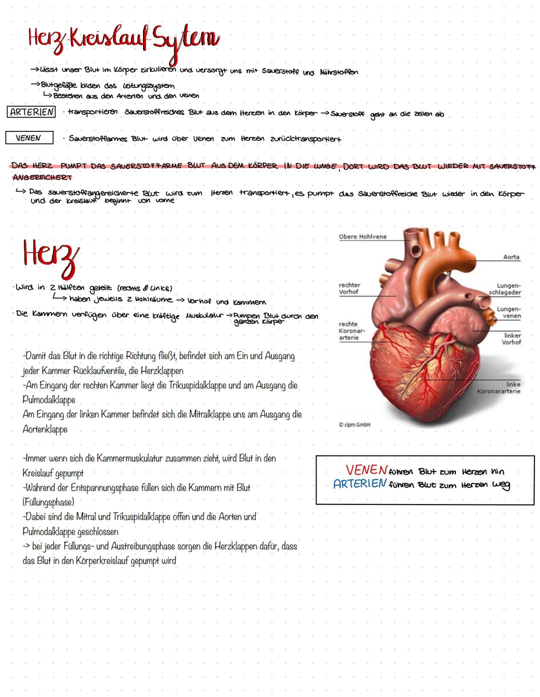 # Herz Kreislauf Sytem

→lässt unser Blut im Körper zirkulieren und versorgt uns mit Sauerstoff und Nährstoffen

→Blutgefäße bilden dos leit