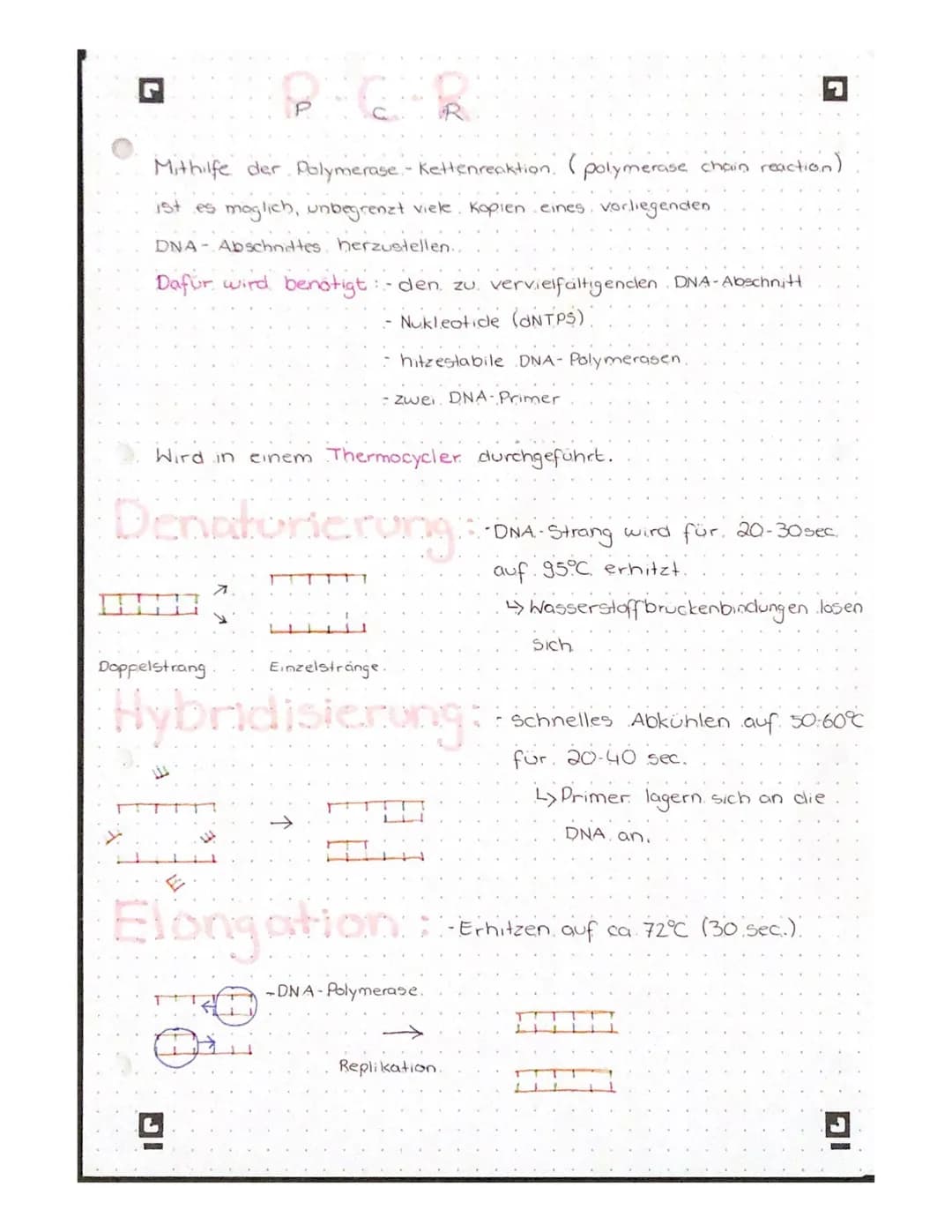 Mithilfe der Polymerase - Kettenreaktion (polymerase chain reaction)
ist es maglich, unbegrenzt viele Kopien eines vorliegenden
DNA- Abschni