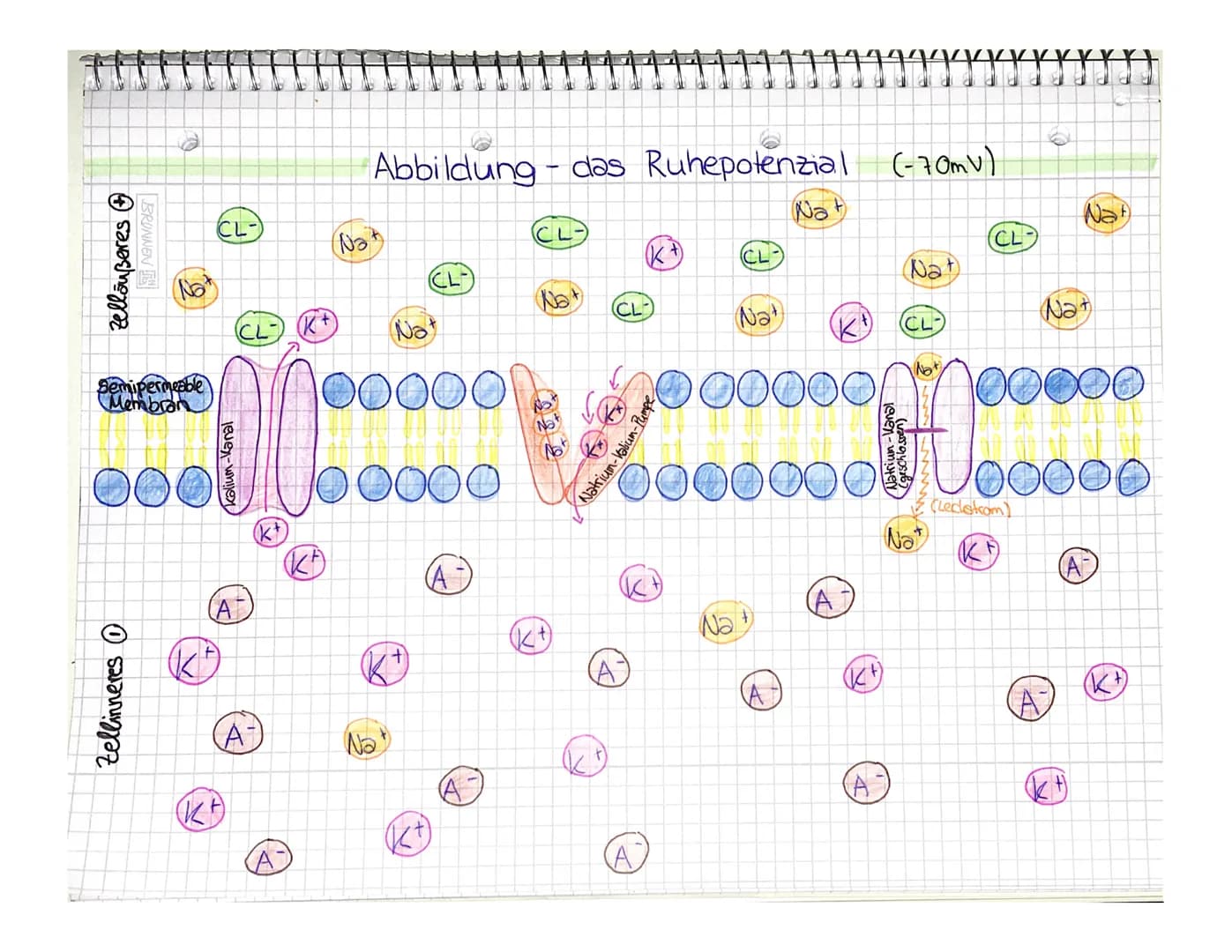 
<p>Die Nervenzelle besteht aus einem äußeren und einem inneren Zellteil, die durch eine semipermeable Membran voneinander getrennt sind. Au