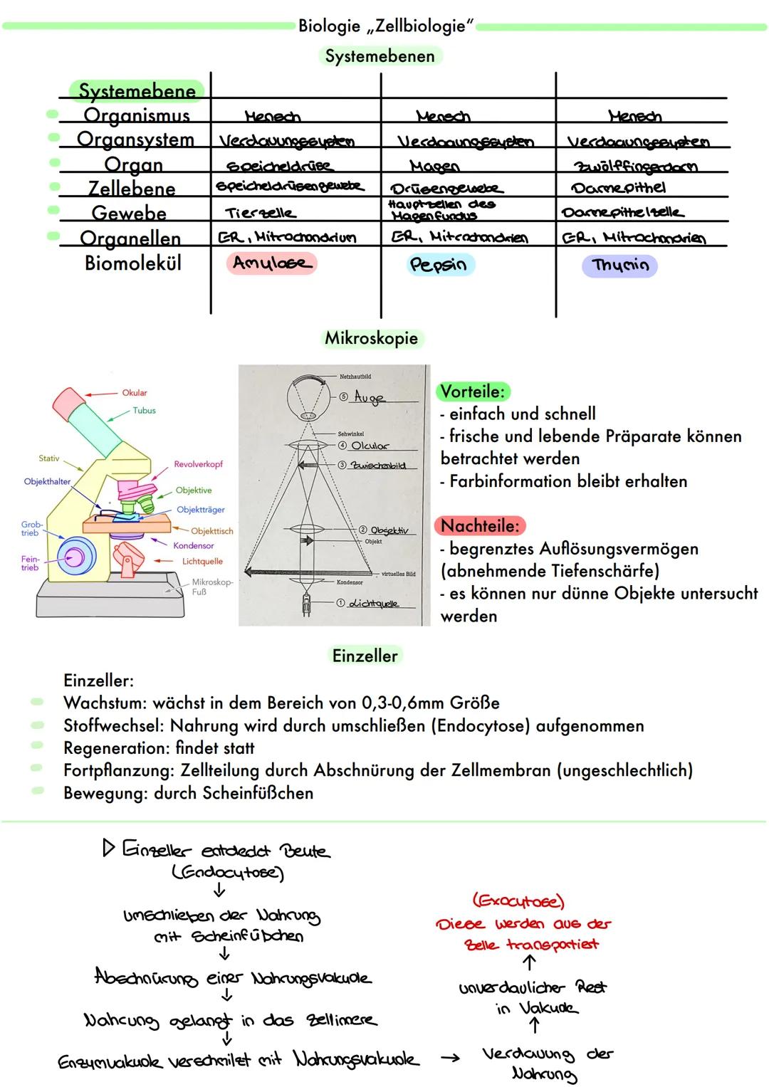 Stativ
Objekthalter
Grob-
trieb
Fein-
trieb
Systemebene
Organismus
Henech
Organsystem Verdauungssystem
Organ
Speicheldrüse
Zellebene Speiche