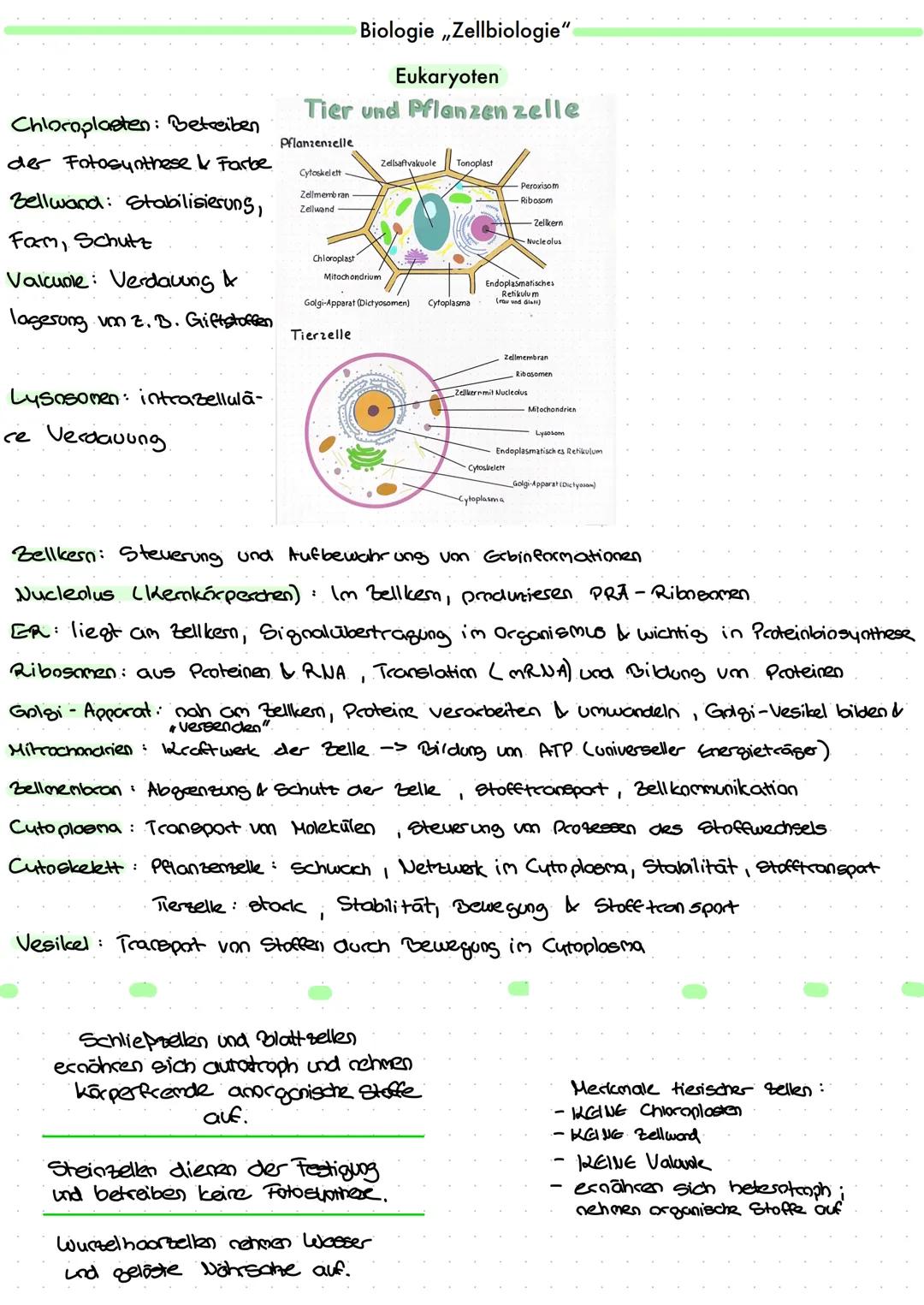Stativ
Objekthalter
Grob-
trieb
Fein-
trieb
Systemebene
Organismus
Henech
Organsystem Verdauungssystem
Organ
Speicheldrüse
Zellebene Speiche