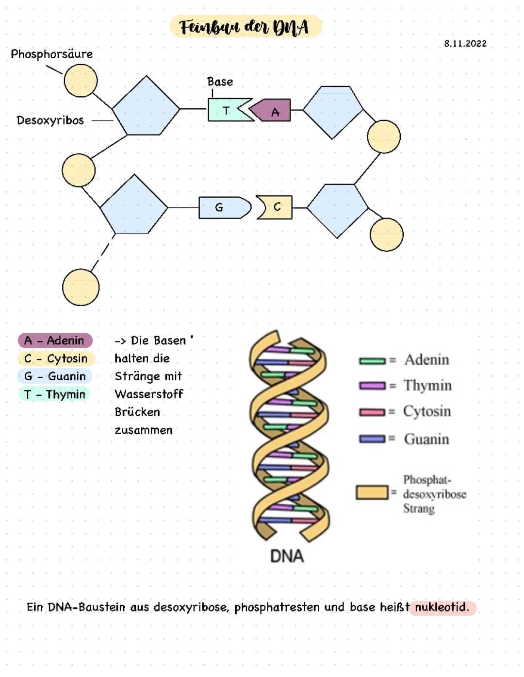 DNA und Replikation 