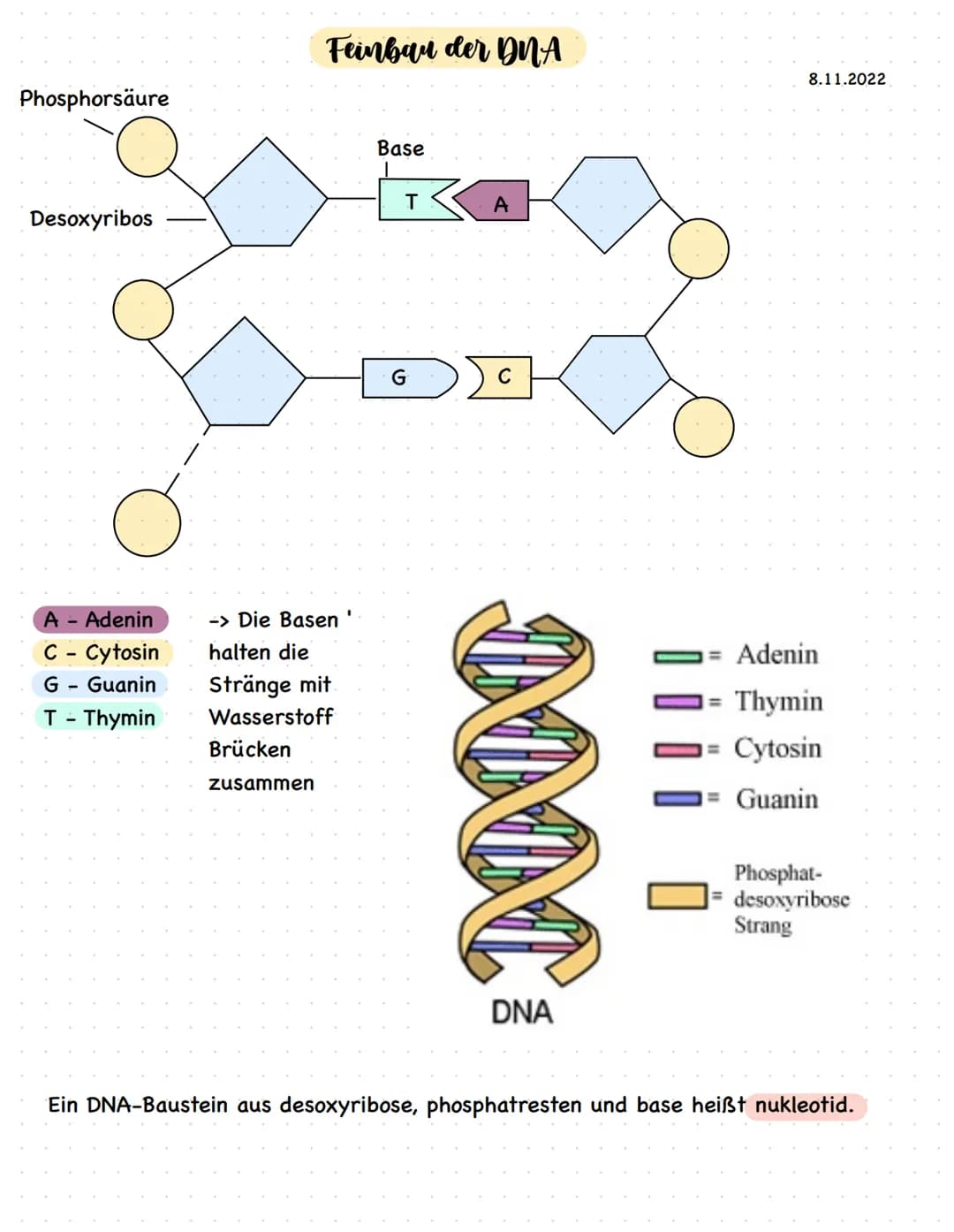 Phosphorsäure
Desoxyribos
A - Adenin
C - Cytosin
G - Guanin
T - Thymin
Feinbau der DNA
-> Die Basen
halten die
Stränge mit
Wasserstoff
Brück