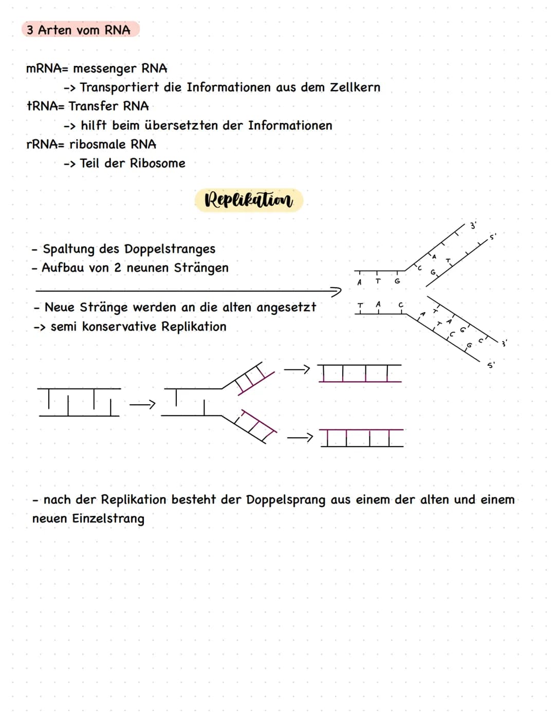 Phosphorsäure
Desoxyribos
A - Adenin
C - Cytosin
G - Guanin
T - Thymin
Feinbau der DNA
-> Die Basen
halten die
Stränge mit
Wasserstoff
Brück