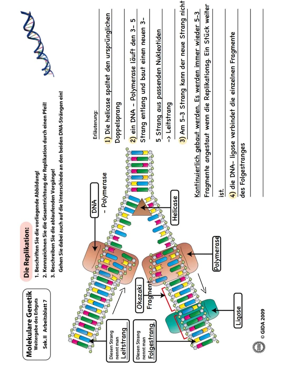 Phosphorsäure
Desoxyribos
A - Adenin
C - Cytosin
G - Guanin
T - Thymin
Feinbau der DNA
-> Die Basen
halten die
Stränge mit
Wasserstoff
Brück