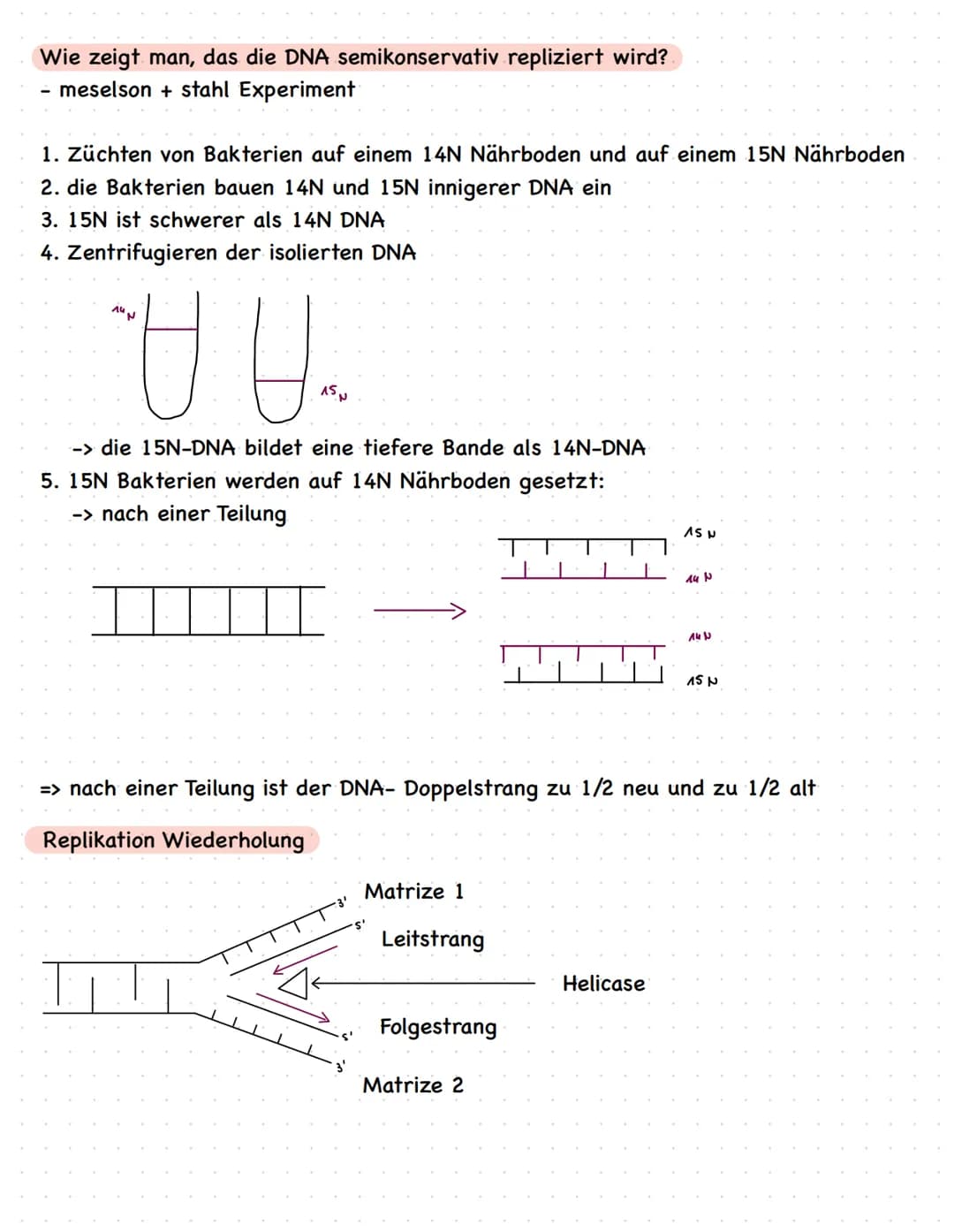 Phosphorsäure
Desoxyribos
A - Adenin
C - Cytosin
G - Guanin
T - Thymin
Feinbau der DNA
-> Die Basen
halten die
Stränge mit
Wasserstoff
Brück