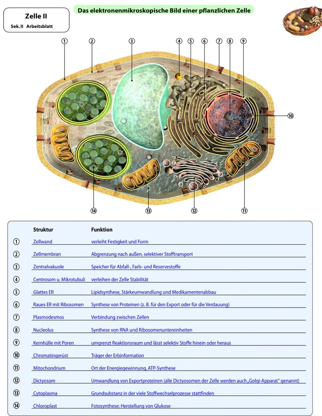 Die Entwicklung der Mikroskopie
1675
1828
1877
1931
Abb.1
-
DNA:
Größe:
- Hugo
-
Antoni Van Leuwenhoek erkennt erstmals winzige Lebewesen im