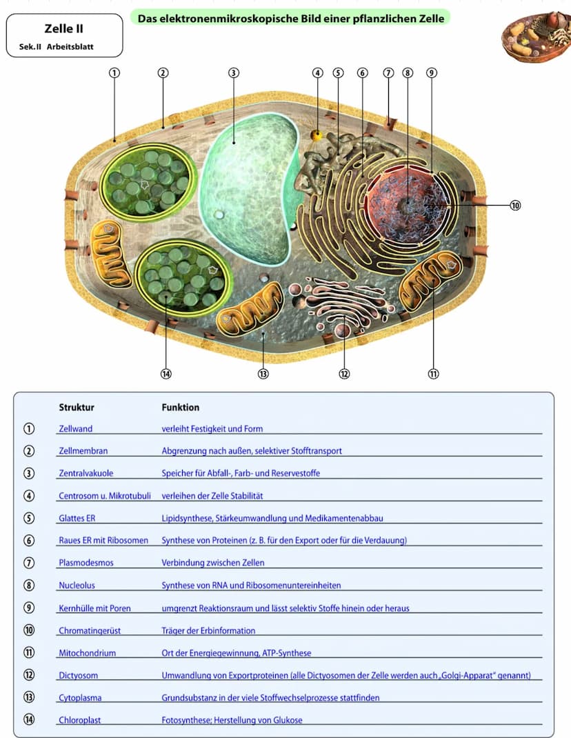 Die Entwicklung der Mikroskopie
1675
1828
1877
1931
Abb.1
-
DNA:
Größe:
- Hugo
-
Antoni Van Leuwenhoek erkennt erstmals winzige Lebewesen im