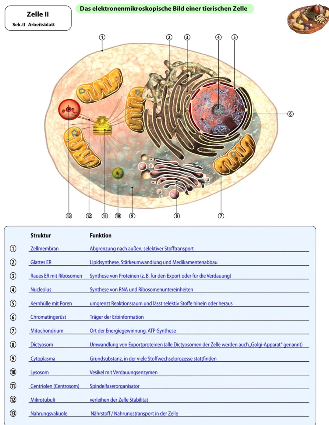 Die Entwicklung der Mikroskopie
1675
1828
1877
1931
Abb.1
-
DNA:
Größe:
- Hugo
-
Antoni Van Leuwenhoek erkennt erstmals winzige Lebewesen im