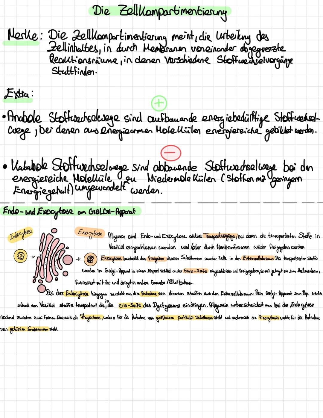 Die Entwicklung der Mikroskopie
1675
1828
1877
1931
Abb.1
-
DNA:
Größe:
- Hugo
-
Antoni Van Leuwenhoek erkennt erstmals winzige Lebewesen im
