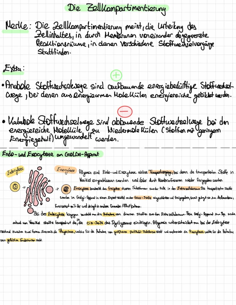 Die Entwicklung der Mikroskopie
1675
1828
1877
1931
Abb.1
-
DNA:
Größe:
- Hugo
-
Antoni Van Leuwenhoek erkennt erstmals winzige Lebewesen im