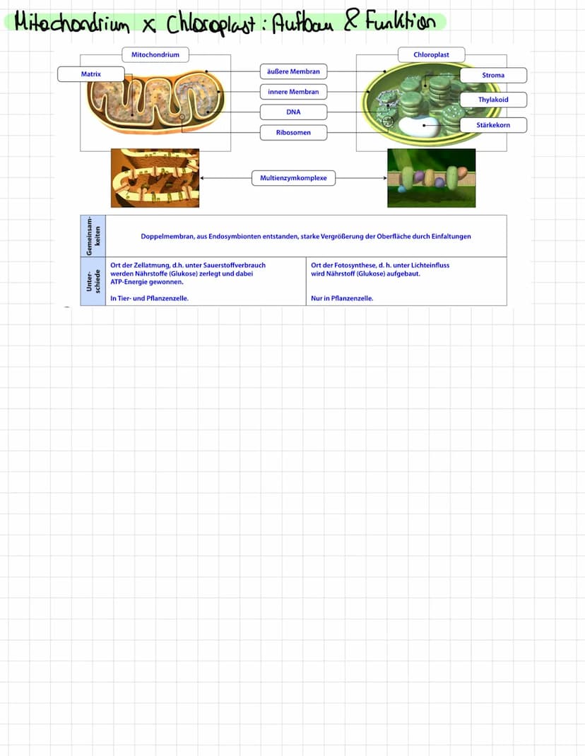 Die Entwicklung der Mikroskopie
1675
1828
1877
1931
Abb.1
-
DNA:
Größe:
- Hugo
-
Antoni Van Leuwenhoek erkennt erstmals winzige Lebewesen im