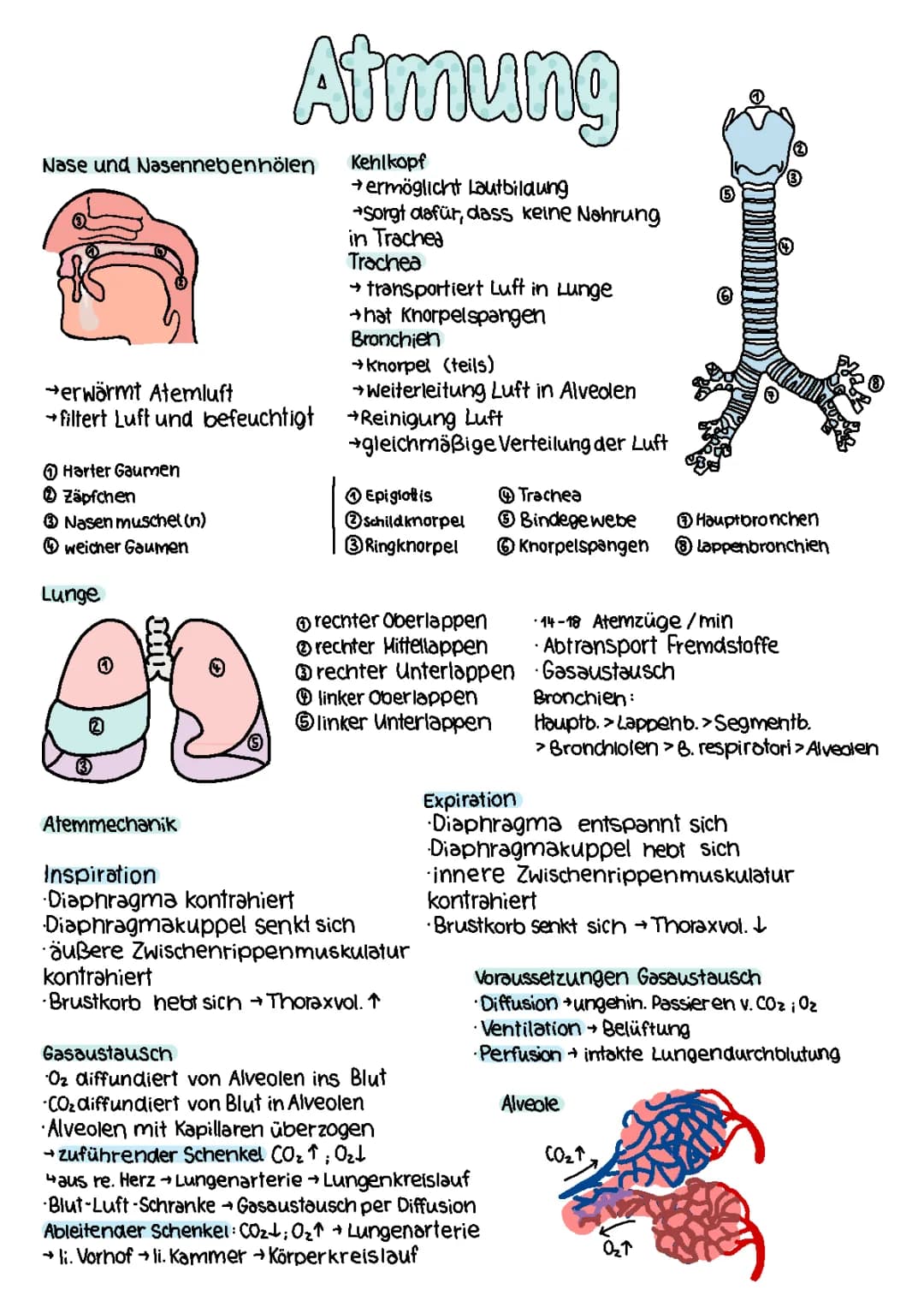 Rahmenlehrplan: Gesundheit und Atmung in der Pflegeausbildung